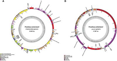 Sequencing and Analysis of the Complete Organellar Genomes of Prototheca wickerhamii